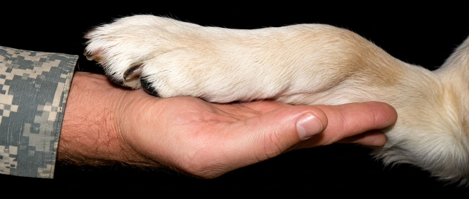 A Paws 4 Hearts therapy dog resting its paw in a service member's hand